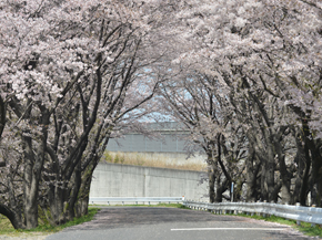 東山霊園の桜
